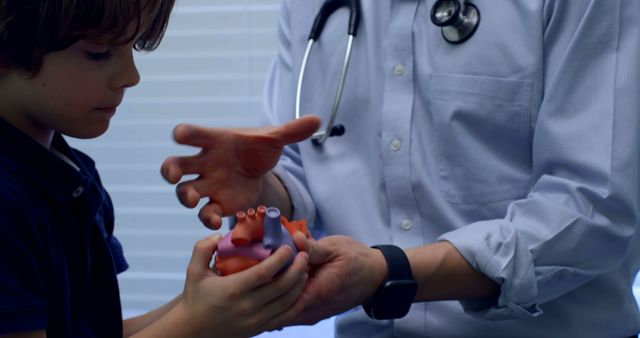 Child Learning About Heart Anatomy from Doctor with Stethoscope - Download Free Stock Images Pikwizard.com