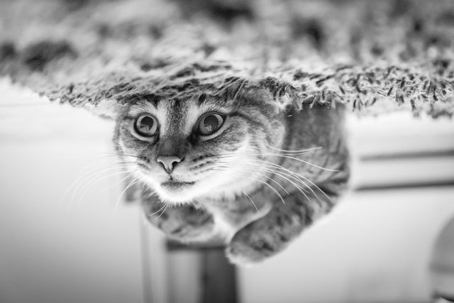 Curious Cat Upside Down in Black and White - Download Free Stock Photos Pikwizard.com