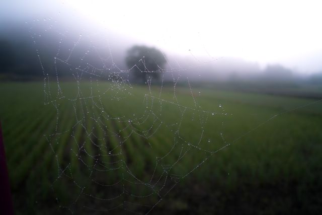 Spider web adorned with dew drops in a foggy countryside morning, showcasing the beauty and tranquility of rural scenes. Suitable for use in nature blogs, agricultural magazines, mindfulness and meditation content, and websites focused on outdoor activities or natural beauty.