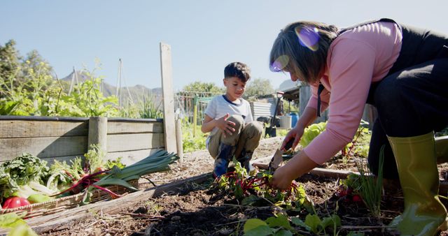 Family Gardening in Sunlit Backyard, Harvesting Fresh Vegetables - Download Free Stock Images Pikwizard.com