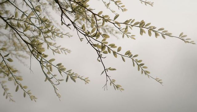 Delicate diagonal branches reaching across minimal overcast sky with pale green leaves