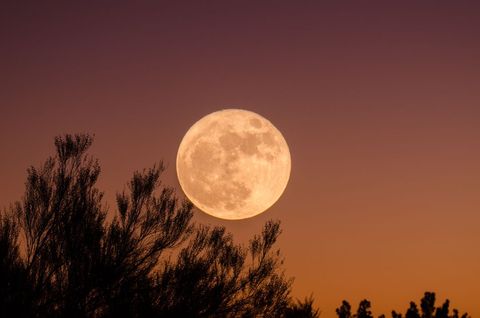 Spectacular Full Moon Over Silhouetted Trees at Dusk