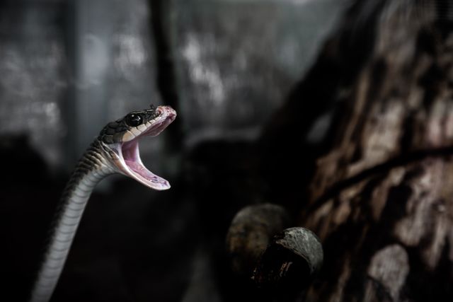 Image depicts a close-up of an aggressive snake with its mouth open, showing its fangs, against a dark background. This striking visual can be effectively used in wildlife documentaries, articles on dangerous reptiles, snake identification guides, or educational material emphasizing snake behavior and warning signs.