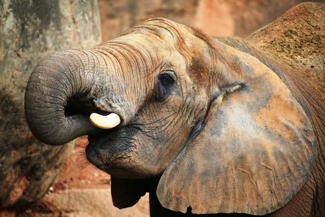 Detailed close-up of an African elephant showcasing its trunk and tusks. Ideal for use in wildlife documentaries, educational materials about elephants, nature conservation campaigns, and travel advertisements promoting safari trips.