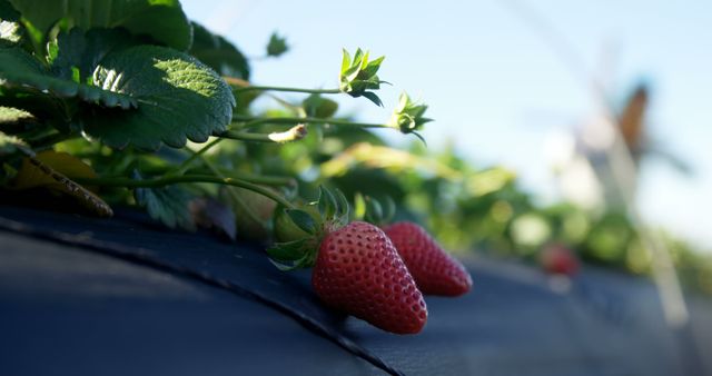 Close-up view of fresh strawberries growing on the plant, capturing details of the fruit and leaves. This image emphasizes the natural beauty of strawberries in an agricultural setting, perfect for use in contexts related to agriculture, gardening, organic food, and healthy eating.