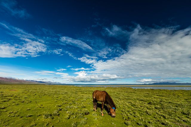 Horse is grazing on lush green grassland with a lake and vast blue sky in the background. Ideal for themes like nature, rural life, peace, and simplicity. Suitable for use in outdoor living promotions, countryside travel brochures, environmental awareness campaigns, and relaxation-themed projects.