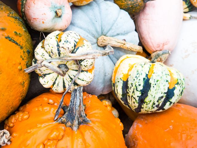 Colorful assortment of various pumpkins and gourds perfect for autumn decor, harvest themes, or Thanksgiving projects. Bright orange, white, and green hues bring vibrancy and seasonal charm, making this great for advertisements, seasonal greeting cards, or lifestyle blog visuals.