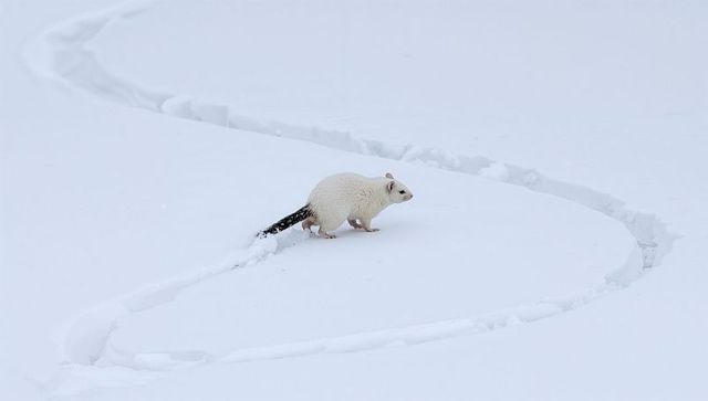 Ermine traversing snowy tundra leaving sinuous track across pristine arctic snow drifts