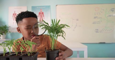 African american boy examining potted plant with magnifying glass classroom science