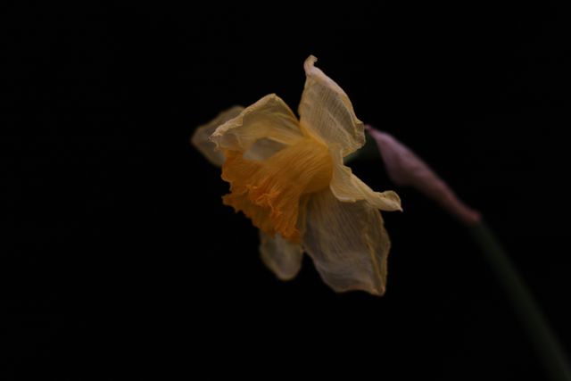 Dried daffodil flower drooping against dark background. Perfect for concepts about the passage of time, nature's life cycle, or the beauty of decay. Ideal for use in projects emphasizing emotional depth or symbolism in flora.