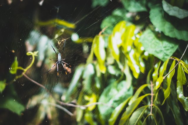 This stock photo captures a spider resting on its web amidst lush greenery. The vibrant green leaves in the background bring out the details of the spider and its intricately woven web, making this image perfect for nature, wildlife, and insect-related content. Ideal for use in biology educational materials, conservation campaigns, and outdoor adventure blog posts.