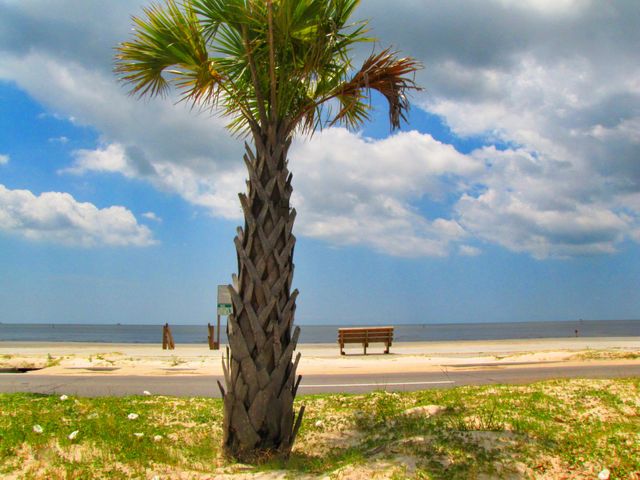 Bright palm tree on sandy beach under sunny sky with fluffy clouds - Download Free Stock Photos Pikwizard.com