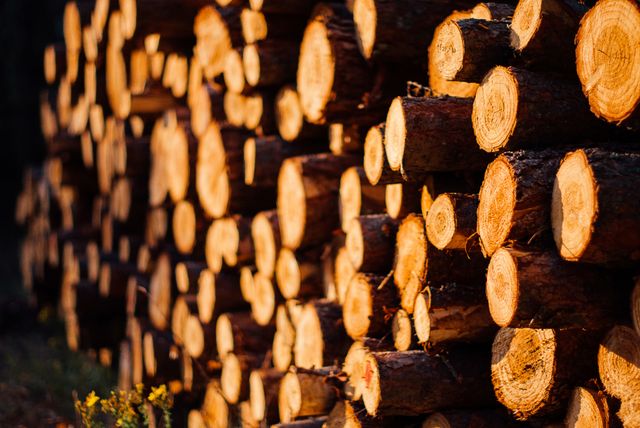 Sunlight shining on a neatly stacked pile of felled timber logs in a forest, highlighting the textures and patterns in the wood. This image depicts logging, forestry, and natural resources and can be used for themes related to the timber industry, sustainable forestry, and nature.