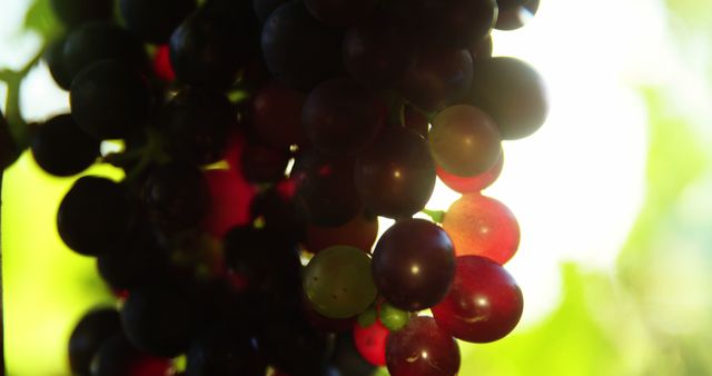 Sunlight filters through a cluster of grapes varying in ripeness, casting a warm glow and creating a tranquil atmosphere. Grapes like these are often harvested in vineyards for wine production or sold as fresh fruit.