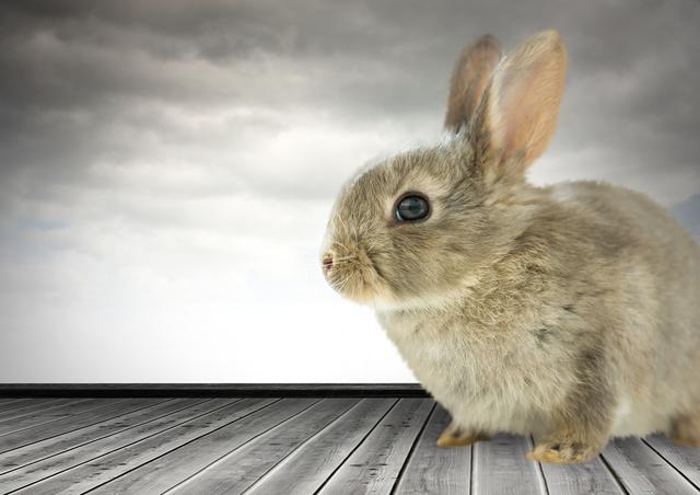 Digital composite of Rabbit in front of cloudy sky