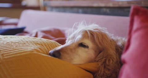 Sleepy Dog Cuddling on Sofa in Cozy Home Interior - Download Free Stock Images Pikwizard.com