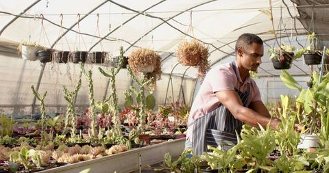 Horticulturist cultivating succulents in eco-friendly greenhouse