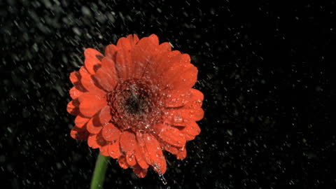 Vibrant Gerbera Daisy in Slow Motion Water Splash