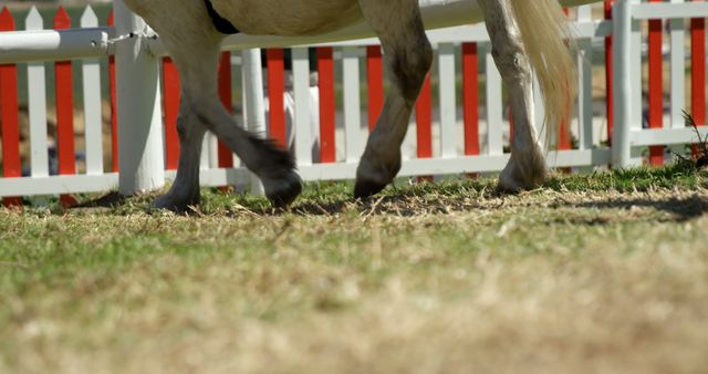 A horse's hooves are in motion near a fence, with copy space - Download Free Stock Photos Pikwizard.com