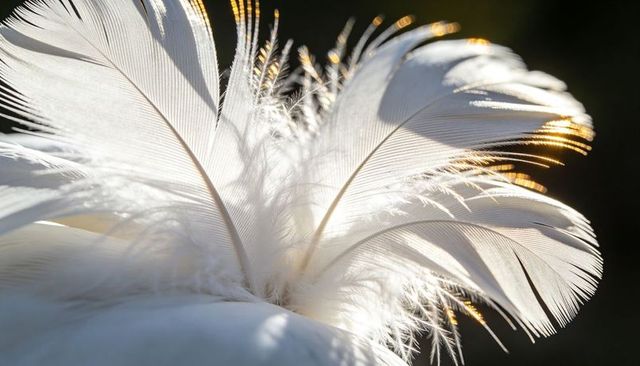 Backlit white feather plume macro with translucent downy texture and golden rimlight