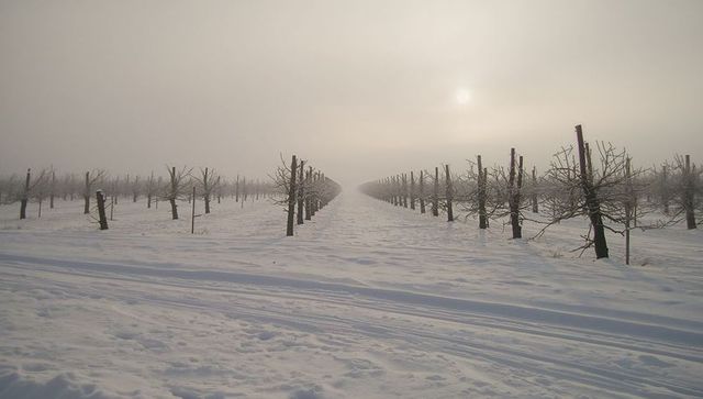 Pruned fruit trees lining snowy orchard rows, misty winter horizon and tire tracks