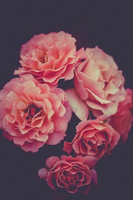 Close-up of Pink Roses with Dark Background - Download Free Stock Photos Pikwizard.com