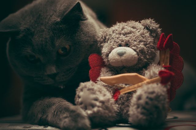 British Shorthair cat cuddling with a grey cupid-themed teddy bear with red accessories. Ideal for use in themes of pets, friendship, and coziness. Perfect for greeting cards, posters, and pet product advertisements.