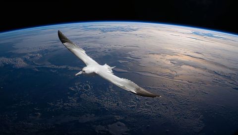 Albatross gliding above curved earth showing sunlit ocean, blue limb, near-space horizon