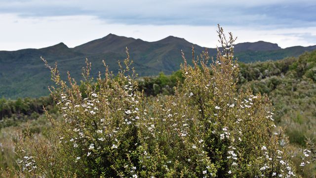 Scenic Mountain View with Blooming Shrub and Cloudy Sky - Download Free Stock Photos Pikwizard.com