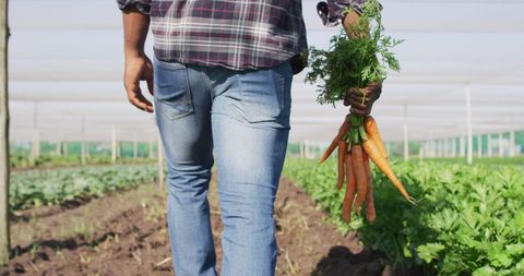 Farmer holding freshly harvested carrots in greenhouse