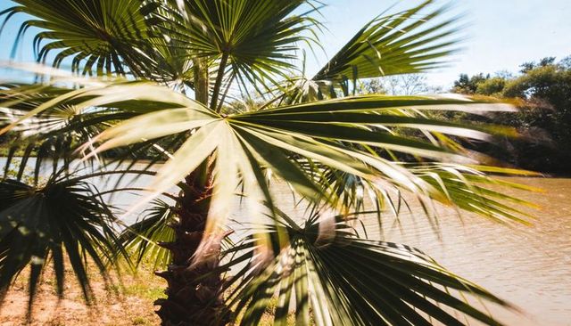 Sunlit palm fronds swaying over tranquil riverbank with layered shadows