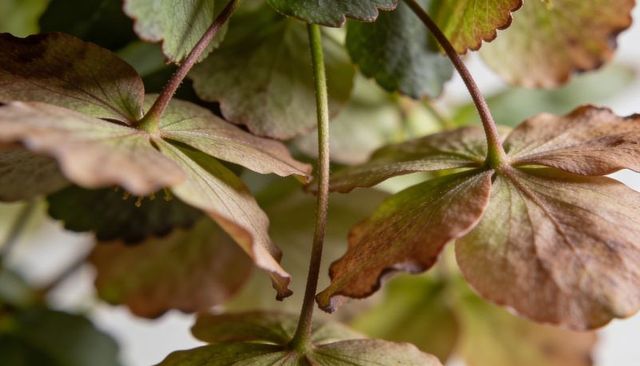 Macro of scalloped round geranium-like leaves showing venation, fine hairs and warm tones