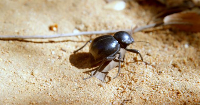 Black Beetle Crawling on Sandy Ground Under Sunlight - Download Free Stock Images Pikwizard.com