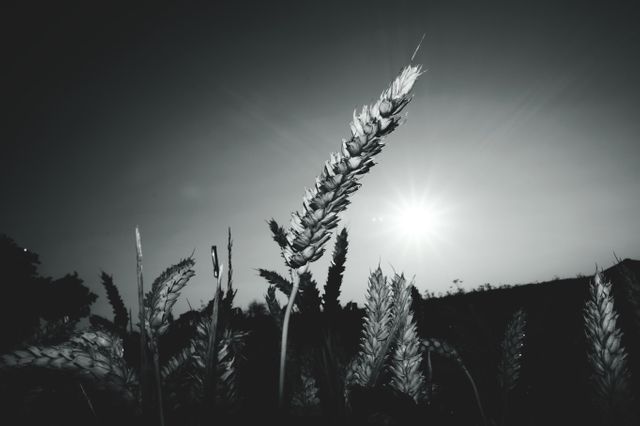Image shows a dramatic close-up of a wheat field in black and white, with bright sunlight in the background, capturing the intricate detail of wheat spikes. Suitable for use in agricultural publications, nature documentaries, and environmental advocacy materials.
