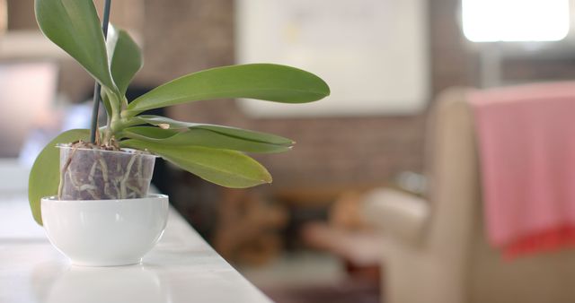 Plant in white bowl on counter in office. Indoors, nature, plant and office concept, unaltered.