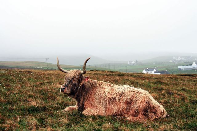 Highland cow with long horns and shaggy coat resting in a foggy pasture. Small houses can be seen in the background, creating a calm rural scene. Ideal for nature, agriculture, or countryside-themed content.