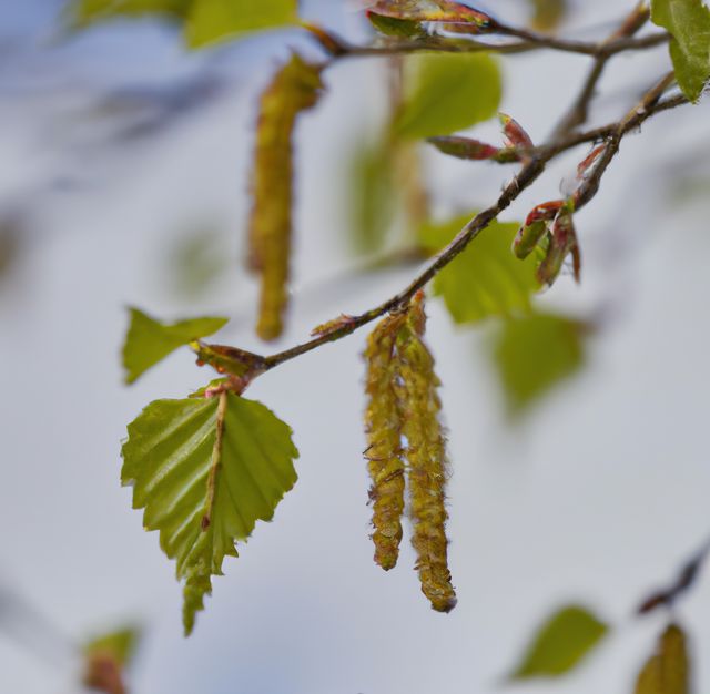 Perfect for use in nature-themed projects, springtime promotions, botanical studies, or environmental awareness campaigns. The image captures fresh birch tree leaves and long catkins in a natural setting.