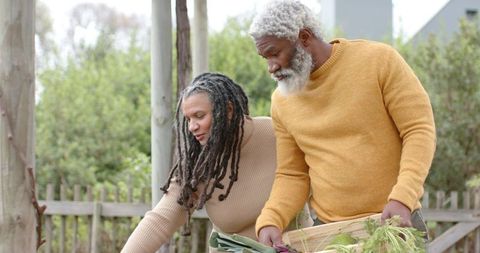 Mature couple tending raised garden bed and harvesting fresh vegetables outdoors