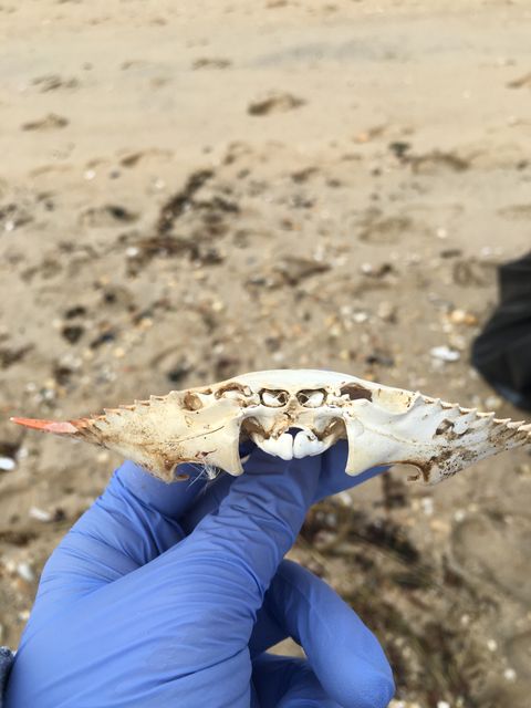 Human hand wearing blue glove holding crab shell by seashore. Crab shell held against sandy beach background, showcasing nature and marine life. Useful for topics related to coastal exploration, marine biology, nature discovery, summer activities, and ecological studies.