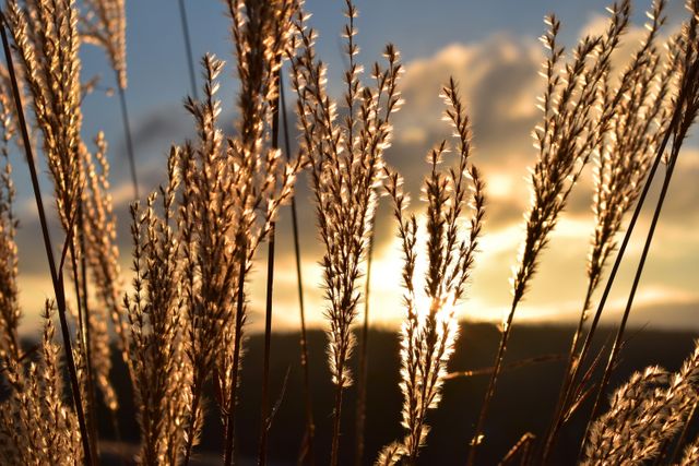 Tall wheat grass bathed in golden sunlight during sunset, creating a serene and peaceful rural scene. Ideal for backgrounds, nature enthusiasts, or promoting tranquility and calmness in marketing materials.