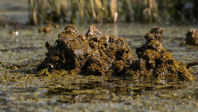 Glistening mud and shell mound on tidal marsh mudflat with barnacles and algae
