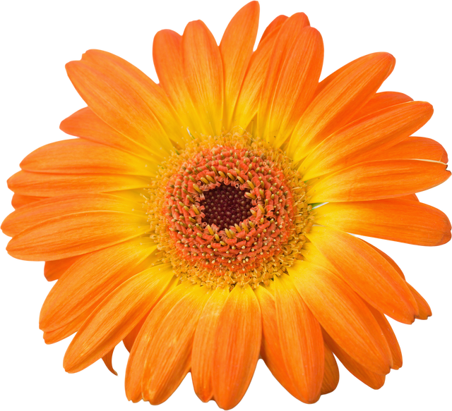 Transparent Orange Gerbera Daisy Bloom Isolated - Download Free Stock Videos Pikwizard.com