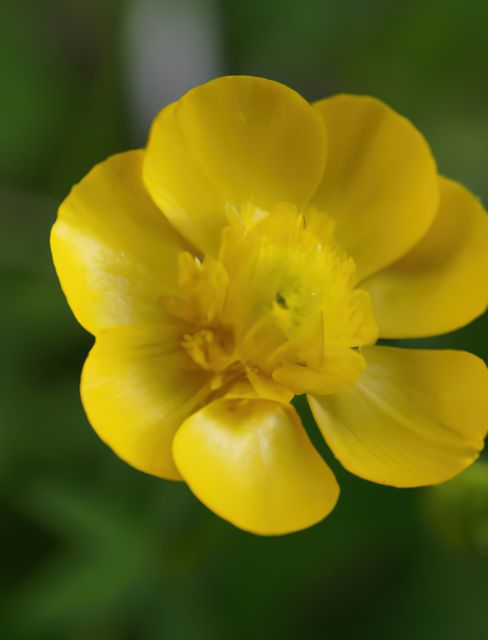 Capturing the intricate details of a yellow flower, this close-up highlights its vivid color and delicate petals. Ideal for use in botanical studies, gardening websites, nature-inspired decor, and spring-themed promotions.