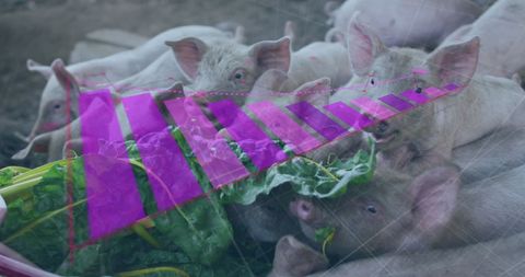 Data Graph Superimposed on Piglets Fed by Farmer