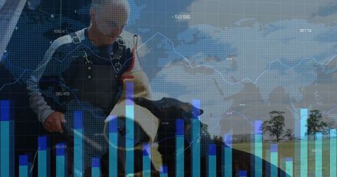 Farmer interaction with dairy cow in rural setting with data overlay