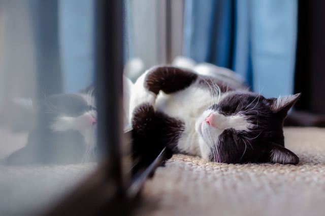 A black and white cat is sleeping peacefully on the floor by a window. This serene scene captures the tranquility of a pet in a familiar, comfortable environment. Ideal for use in content related to pet care, relaxation, home life, or promoting a calm atmosphere.