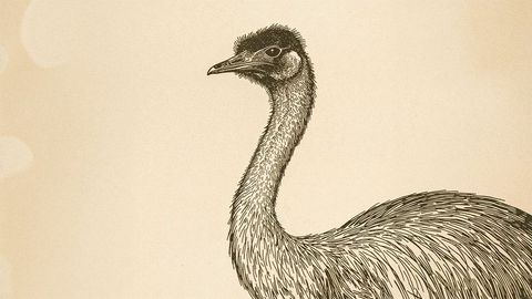 Vintage sketch of emu with detailed feather design