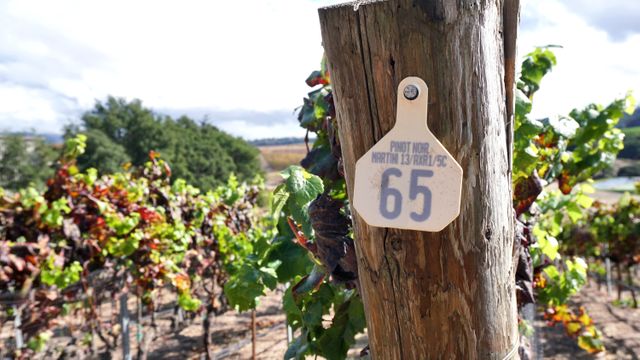 Pinot Noir vineyard row marker nailed to a wooden post surrounded by lush grapevines. Ideal for illustrating grape cultivation, wine production, agricultural practices, or winery promotion materials.