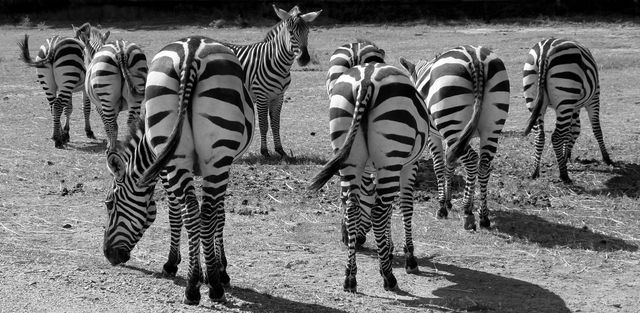Group of zebras grazing on open savannah, depicted in black and white. Ideal for wildlife documentaries, safari advertisements, educational materials on animal behavior, and nature conservation campaigns.