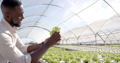 Hydroponic farm expert examining lettuce in greenhouse